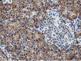 SSR1 Antibody - IHC of paraffin-embedded Human pancreas tissue using anti-SSR1 mouse monoclonal antibody.