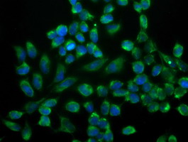 SSR1 Antibody - Immunofluorescent staining of HeLa cells using anti-SSR1 mouse monoclonal antibody.
