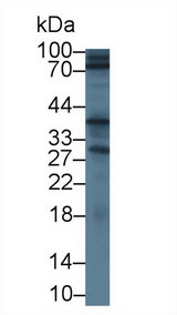 SSR1 Antibody