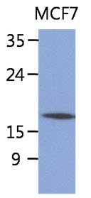 SSR4 Antibody - The lysate of MCF7 (40ug) were resolved by SDS-PAGE, transferred to PVDF membrane and probed with anti-human SSR4 antibody (1:1000). Proteins were visualized using a goat anti-mouse secondary antibody conjugated to HRP and an ECL detection system.