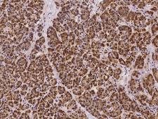 SSR4 Antibody - Immunochemical staining of human SSR4 in human pancreas with rabbit polyclonal antibody at 1:100 dilution, formalin-fixed paraffin embedded sections.