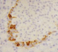 SST / Somatostatin Antibody - Rat pancreas fixed with 4% PFA.  This image was taken for the unconjugated form of this product. Other forms have not been tested.