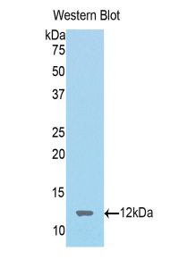 SST / Somatostatin Antibody - Western blot of recombinant SST / Somatostatin.  This image was taken for the unconjugated form of this product. Other forms have not been tested.