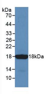 SST / Somatostatin Antibody - Western Blot; Sample: Recombinant SST, Mouse.