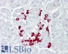 SSTR1 Antibody - Anti-SSTR1 antibody IHC of human pancreas. Immunohistochemistry of formalin-fixed, paraffin-embedded tissue after heat-induced antigen retrieval. Antibody concentration 5 ug/ml.  This image was taken for the unconjugated form of this product. Other forms have not been tested.