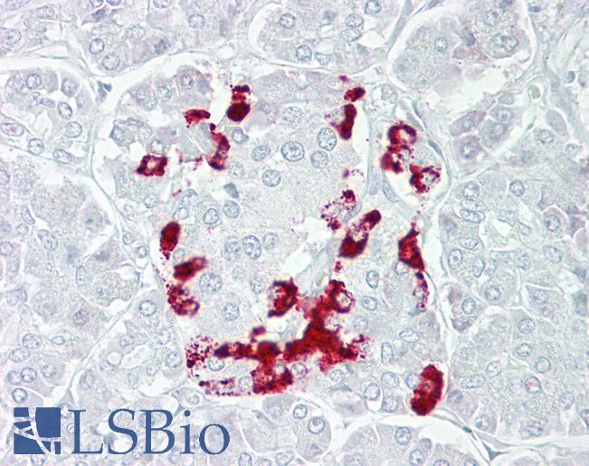 SSTR1 Antibody - Anti-SSTR1 antibody IHC of human pancreas. Immunohistochemistry of formalin-fixed, paraffin-embedded tissue after heat-induced antigen retrieval. Antibody concentration 5 ug/ml.  This image was taken for the unconjugated form of this product. Other forms have not been tested.