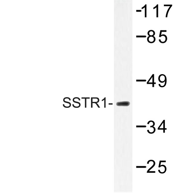 SSTR1 Antibody - Western blot of SSTR1 (N48) pAb in extracts from COS-7 cells.