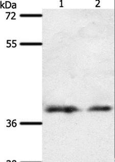 SSTR1 Antibody - Western blot analysis of 293T and HeLa cell, using SSTR1 Polyclonal Antibody at dilution of 1:500.