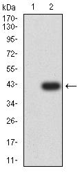 SSTR2 Antibody - Western blot analysis using SSTR2 mAb against HEK293 (1) and SSTR2 (AA: ***)-hIgGFc transfected HEK293 (2) cell lysate.
