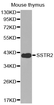 SSTR2 Antibody - Western blot analysis of extracts of mouse thymus tissue lysate.