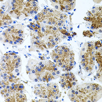 SSTR2 Antibody - Immunohistochemistry of paraffin-embedded human stomach tissue.
