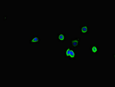 SSTR2 Antibody - Immunofluorescent analysis of HepG2 cells diluted at 1:100 and Alexa Fluor 488-congugated AffiniPure Goat Anti-Rabbit IgG(H+L)