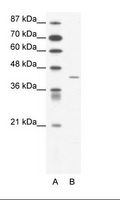 SSTR4 Antibody - A: Marker, B: Jurkat Cell Lysate.  This image was taken for the unconjugated form of this product. Other forms have not been tested.