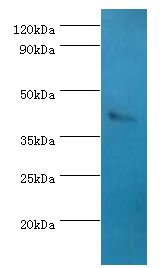 SSTR4 Antibody - Western blot. All lanes: Somatostatin receptor type 4 antibody at 8 ug/ml+HepG2 whole cell lysate. Secondary antibody: Goat polyclonal to rabbit at 1:10000 dilution. Predicted band size: 42 kDa. Observed band size: 42 kDa.