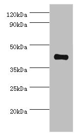 SSTR4 Antibody - Western blot All lanes: Somatostatin receptor type 4 antibody at 8µg/ml + HepG2 whole cell lysate Secondary Goat polyclonal to rabbit IgG at 1/10000 dilution Predicted band size: 42 kDa Observed band size: 42 kDa