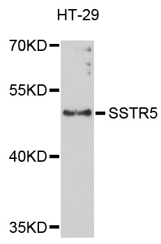 SSTR5 Antibody - Western blot analysis of extracts of HT-29 cells.