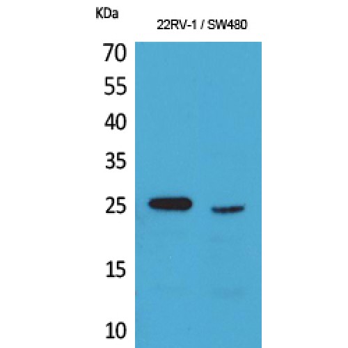 SSX1 Antibody - Western blot of SSX antibody