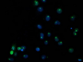 SSX1 Antibody - Anti-SSX1 mouse monoclonal antibody immunofluorescent staining of COS7 cells transiently transfected by pCMV6-ENTRY SSX1.