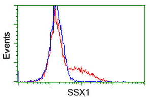 SSX1 Antibody - HEK293T cells transfected with either overexpress plasmid (Red) or empty vector control plasmid (Blue) were immunostained by anti-SSX1 antibody, and then analyzed by flow cytometry.