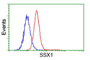 SSX1 Antibody - Flow cytometry of HeLa cells, using anti-SSX1 antibody (Red), compared to a nonspecific negative control antibody (Blue).