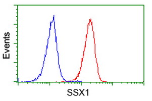 SSX1 Antibody - Flow cytometry of Jurkat cells, using anti-SSX1 antibody (Red), compared to a nonspecific negative control antibody (Blue).