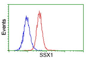SSX1 Antibody - Flow cytometry of HeLa cells, using anti-SSX1 antibody (Red), compared to a nonspecific negative control antibody (Blue).