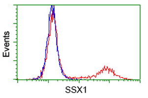 SSX1 Antibody - HEK293T cells transfected with either overexpress plasmid (Red) or empty vector control plasmid (Blue) were immunostained by anti-SSX1 antibody, and then analyzed by flow cytometry.