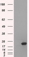 SSX2 Antibody - HEK293T cells were transfected with the pCMV6-ENTRY control (Left lane) or pCMV6-ENTRY SSX2 (Right lane) cDNA for 48 hrs and lysed. Equivalent amounts of cell lysates (5 ug per lane) were separated by SDS-PAGE and immunoblotted with anti-SSX2.