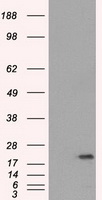 SSX2 Antibody - HEK293T cells were transfected with the pCMV6-ENTRY control (Left lane) or pCMV6-ENTRY SSX2 (Right lane) cDNA for 48 hrs and lysed. Equivalent amounts of cell lysates (5 ug per lane) were separated by SDS-PAGE and immunoblotted with anti-SSX2.