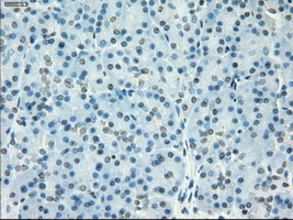 SSX2 Antibody - IHC of paraffin-embedded pancreas tissue using anti-SSX2 mouse monoclonal antibody. (Dilution 1:50).