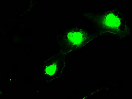 SSX2 Antibody - Anti-SSX2 mouse monoclonal antibody  immunofluorescent staining of COS7 cells transiently transfected by pCMV6-ENTRY SSX2.