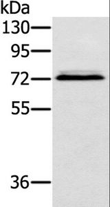 SSX2IP Antibody - Western blot analysis of Hepg2 cell, using SSX2IP Polyclonal Antibody at dilution of 1:500.