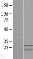 SSX3 Protein - Western validation with an anti-DDK antibody * L: Control HEK293 lysate R: Over-expression lysate