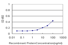SSX4 Antibody - Detection limit for recombinant GST tagged SSX4 is approximately 3 ng/ml as a capture antibody.
