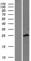 SSX4 Protein - Western validation with an anti-DDK antibody * L: Control HEK293 lysate R: Over-expression lysate