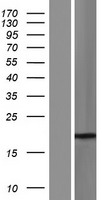 SSX4 Protein - Western validation with an anti-DDK antibody * L: Control HEK293 lysate R: Over-expression lysate