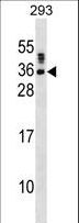 SSX5 Antibody - SSX5 Antibody western blot of 293 cell line lysates (35 ug/lane). The SSX5 antibody detected the SSX5 protein (arrow).