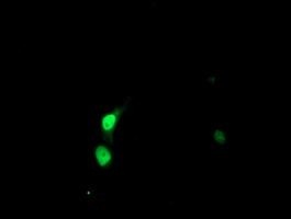 SSX5 Antibody - Anti-SSX5 mouse monoclonal antibody immunofluorescent staining of COS7 cells transiently transfected by pCMV6-ENTRY SSX5.