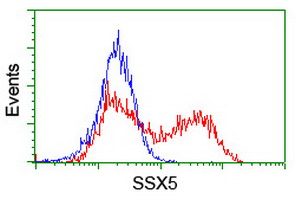 SSX5 Antibody - HEK293T cells transfected with either overexpress plasmid (Red) or empty vector control plasmid (Blue) were immunostained by anti-SSX5 antibody, and then analyzed by flow cytometry.