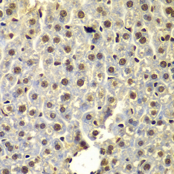 SSX5 Antibody - Immunohistochemistry of paraffin-embedded mouse liver tissue.