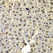 SSX5 Antibody - Immunohistochemistry of paraffin-embedded mouse liver tissue.