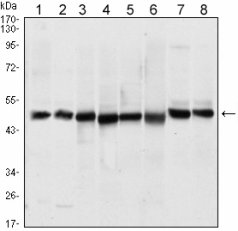 ST13 Antibody - Western blot of ST13 mouse mAb against A431 (1), HEK293 (2), HeLa (3), HepG2 (4), Jurkat (5), K562 (6), L121O (7) and MCF-7 (8) cell lysate.