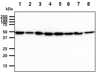 ST13 Antibody - The cell lysates (40ug) were resolved by SDS-PAGE, transferred to PVDF membrane and probed with anti-human ST13 antibody (1:1000). Proteins were visualized using a goat anti-mouse secondary antibody conjugated to HRP and an ECL detection system. Lane 1.: 293T cell lysate Lane 2.: HepG2 cell lysate Lane 3.: SW480 cell lysate Lane 4.: Jurkat cell lysate Lane 5.: K562 cell lysate Lane 6.: LnCap cell lysate Lane 7.: HeLa cell lysate Lane 8.: PC3 cell lysate