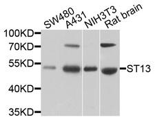 ST13 Antibody - Western blot analysis of extracts of various cells.