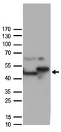 ST13 Antibody - HEK293T cells were transfected with the pCMV6-ENTRY control. (Left lane) or pCMV6-ENTRY. (Right lane) cDNA for 48 hrs and lysed