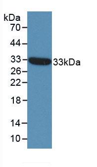 ST14 / Matriptase Antibody - Western Blot; Sample: Recombinant ST14, Human.