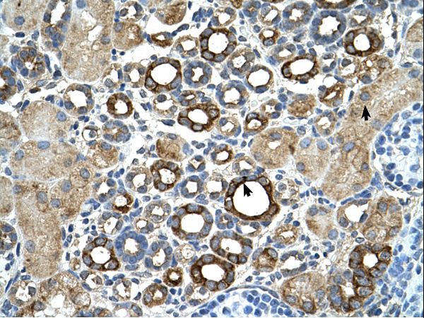 ST14 / Matriptase Antibody - ST14 / Matriptase antibody ST14(suppression of tumorigenicity 14 (colon carcinoma)) Antibody was used in IHC to stain formalin-fixed, paraffin-embedded human kidney.  This image was taken for the unconjugated form of this product. Other forms have not been tested.