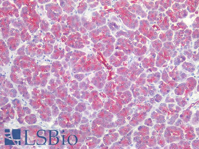 ST14 / Matriptase Antibody - Human Pancreas: Formalin-Fixed, Paraffin-Embedded (FFPE)