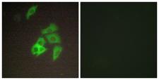 ST14 / Matriptase Antibody - Peptide - + Immunofluorescence analysis of A549 cells, using ST14 antibody.