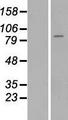 ST14 / Matriptase Protein - Western validation with an anti-DDK antibody * L: Control HEK293 lysate R: Over-expression lysate